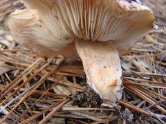 Tricholoma pessundatum