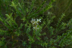 Gnidia caniflora