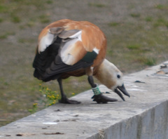 Tadorna ferruginea