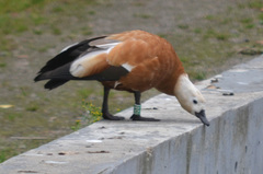 Tadorna ferruginea