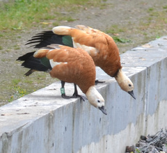 Tadorna ferruginea
