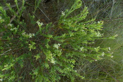 Gnidia caniflora