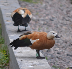 Tadorna ferruginea