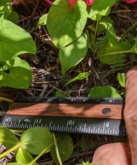 Ophioglossum pusillum