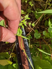 Ophioglossum pusillum