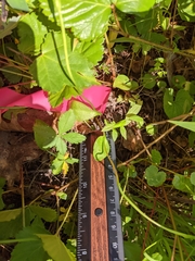 Ophioglossum pusillum image