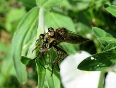 Machimus arthriticus