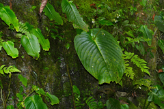 Monophyllaea