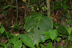 Monophyllaea pendula