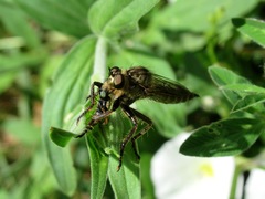 Machimus arthriticus