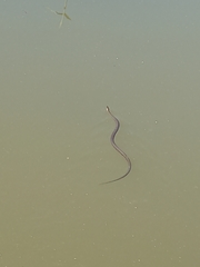 Natrix tessellata