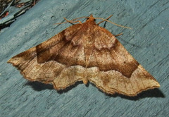 Metarranthis refractaria