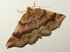 Metarranthis refractaria