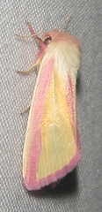 Heliothis galatheae