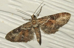 Eupithecia anticaria