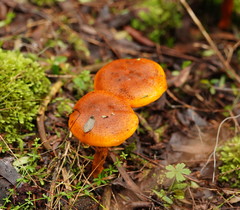 Cortinarius abnormis