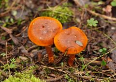 Cortinarius abnormis
