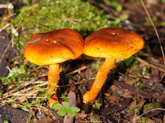Cortinarius abnormis