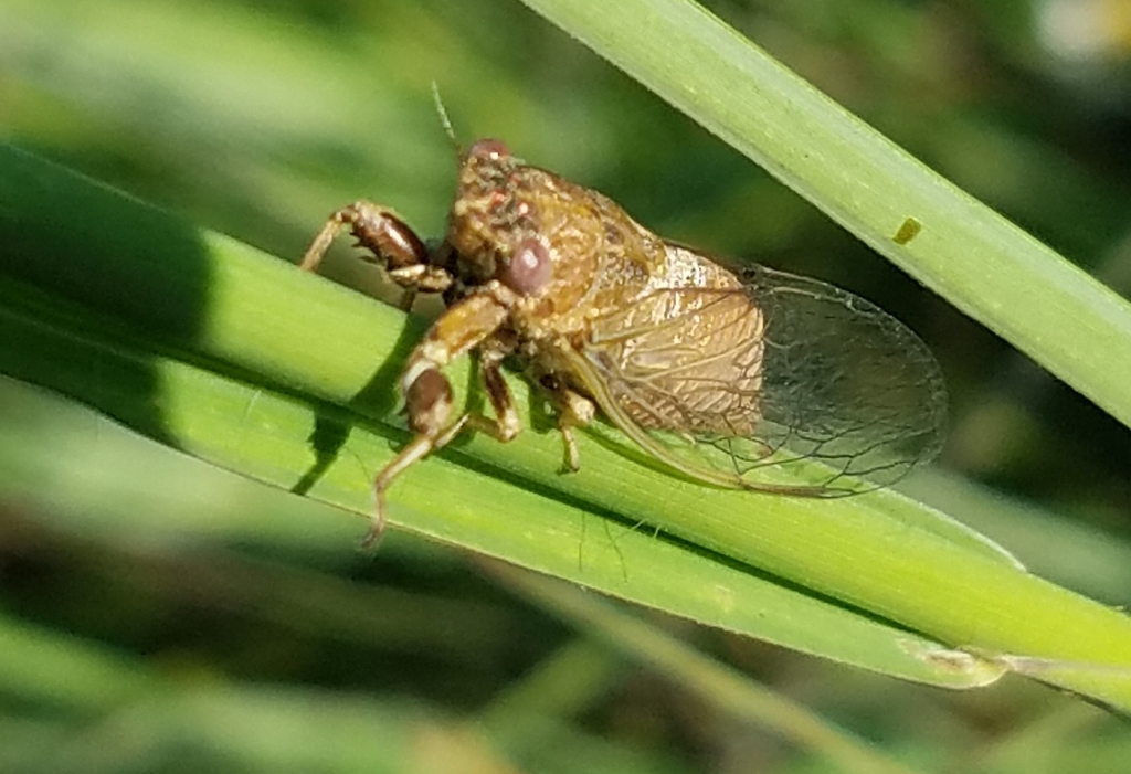 Small Prairie Cicada