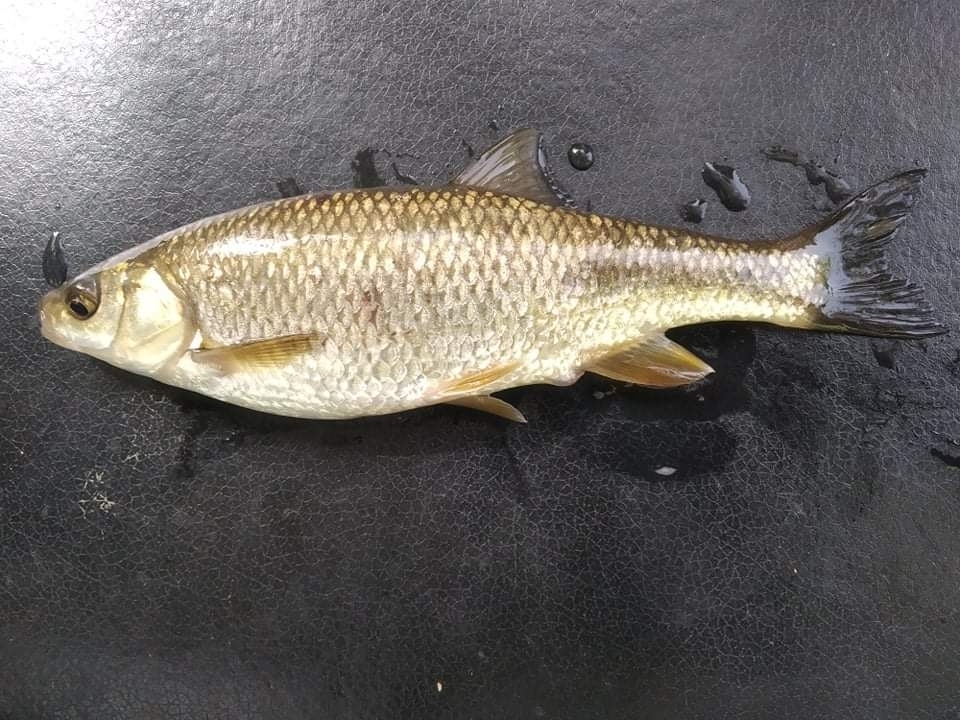 Evrotas Chub