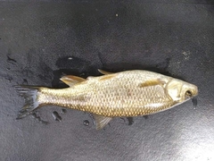 Squalius keadicus