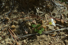 Oxalis punctata