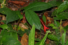Globba atrosanguinea