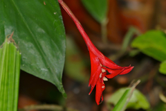Globba atrosanguinea
