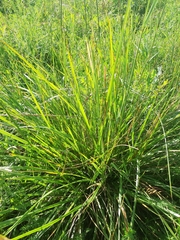 Festuca orientalis