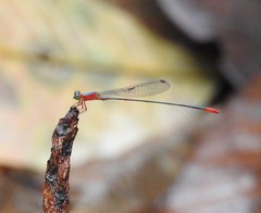 Teinobasis ruficollis