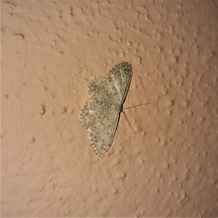 Scopula marginepunctata