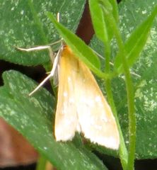 Diastictis