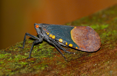 Scamandra polychroma