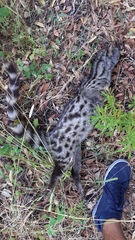 Genetta genetta genetta