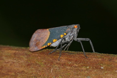 Scamandra polychroma