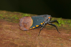 Scamandra polychroma