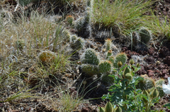 Opuntia polyacantha polyacantha