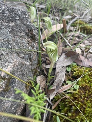 Pterostylis robusta
