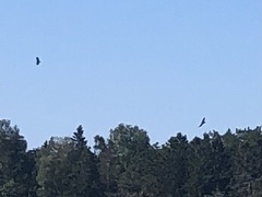 Haliaeetus albicilla