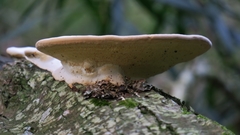 Trametes elegans