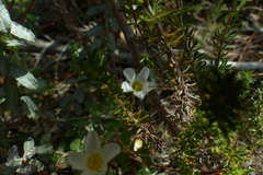 Oxalis punctata