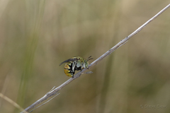 Amegilla aeruginosa