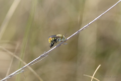 Amegilla aeruginosa
