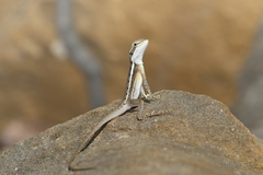 Lophognathus gilberti