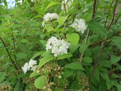 Spiraea