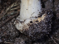 Cortinarius phalarus