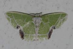 Protuliocnemis castalaria