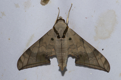 Ambulyx substrigilis