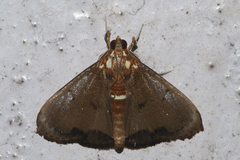Deanolis sublimbalis