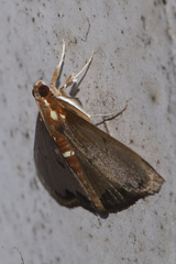 Deanolis sublimbalis